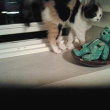 Time to take a stretch, all that sitting by the cat-tionary is getting to me.  I need to get up and move around and stretch.