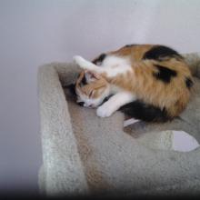 Grooming, then napping or napping while grooming or....