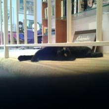 Thinkgs are lookin' up.  I beat tritrichomonas!