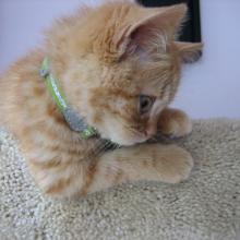 I am watching my big brother, Tigger.  I hope he jumps up here with me.