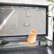 I love open wheel racing...well, NASCAR is ok too.  