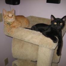 We are just hanging out....well, at least I am.  Do you know what my father's name is?  Kool Kat.  That's me right here.