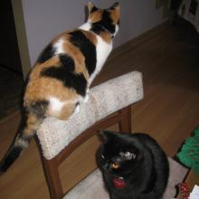 Sharing a chair with big bro & 'showing off' my calico patches.