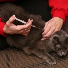 Denise shows how it is inserted.
