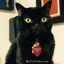 Black cats are the coolest