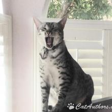 Meowl.  Cat Nap Time.