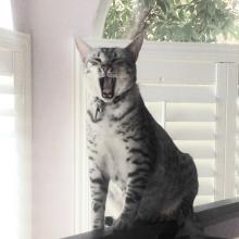 Yowl!!  I wanna' go to CatConLA 2016!!!