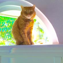 I watch everything and everyone from my cat walk.