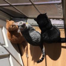 The Cat Authors want to catch a lizard that they have spotted right outside the door.