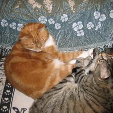 My big brothers, Tigger & Charlie Brown.  They aren't here anymore.