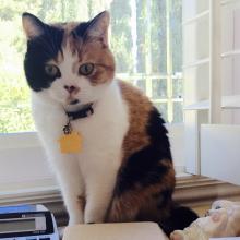 C my yellow tag?  It means I'm microchipped.