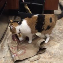 This is a still pic of me bag-ripping.