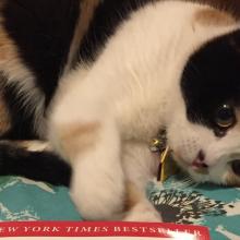 OK, I admit it, I like to read before I go to bed.