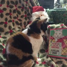 Sophee is happy that Polar Bear, the white cat, got his forever home.