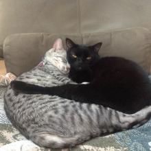 Meowmuh and I are exchanging 'kitty kisses' or slow blinks.