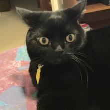 I'm a Scottish Fold Straight-Ear