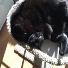 Inked-Bear 'cons' his hooman 2 play wid' him.