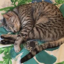 I am seriously asleep on Meowmuh's bed.