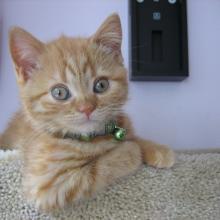 Ok, ok.  So, it took me a few days to find my tree.