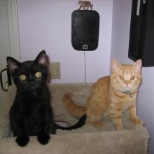 So, you think aluminum foil will keep cats out of your planters?  Well, think again.