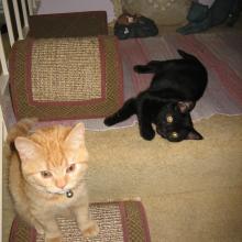 We were just playing; Inkee-Bear didn't mean to cut my eye.