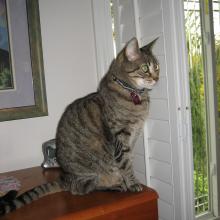 Tigger teaches me to use the scratch post.