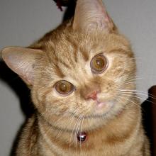 Hi! It's me when I was a kitten. I'm a straight-eared Scottish Fold.