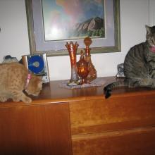 My big brother shows me the coolest places to cat-watch.