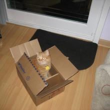 It is my feline duty to explore every box.