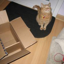 If I ever get lost, I hope my tags and chip will get me back home.