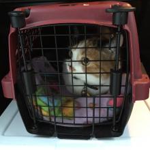 No, no...I don't want 2 go to 2 get a vaccine!!