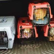 We have our 'going to the vet' faces on.