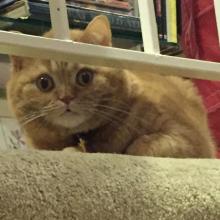 Yup, I'm a Scottish Fold 2!