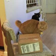 Lookin' 4 the nu QuickSnap cat scratcher.