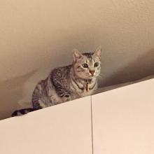 I scaled Mount White Cabinets and reached the summit!