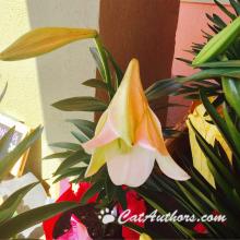 All parts of an Easter Lily are poisonous!