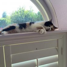 See my patches?  That makes me a calico.