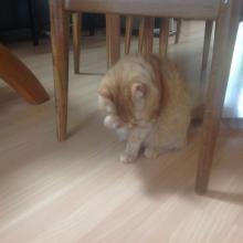 I groom after I eat, before AND after naps, after I am petted or held, when I am upset...