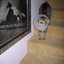 A NECK CONE DILEMMA:  STAIRS