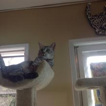 Watching the game from my perch.