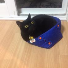 The newest cat bed...I most certainly do fit.