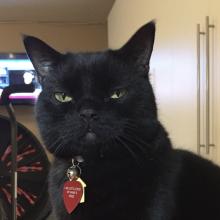 Were we supposed to get special treatment on International Cats' Day