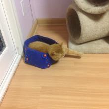 Gracee, the eldest, occupies the new cat box-bed first because she is the eldest.