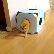 Nap-&-hide time is over.  Time to EAT!!!