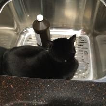 Catching a few zzzz's in the kit-chen sink.