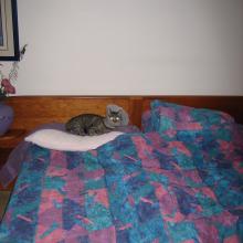 CAN YOU SLEEP WITH A NECK CONE ON?