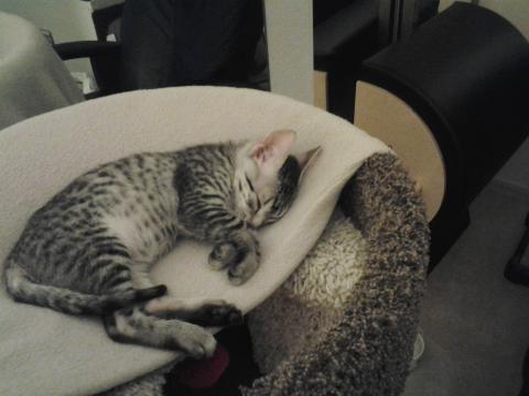 MY FIRST NAP IN MY NEW FOREVER HOME. I am so sleepy.