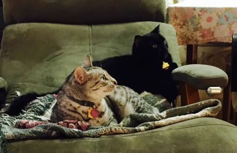 WHAT R THEY LOOKIN' AT? Did you hear it? There's something' up there.