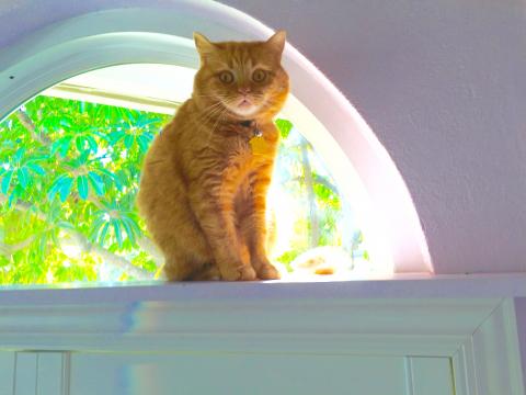 I watch everything and everyone from my cat walk.