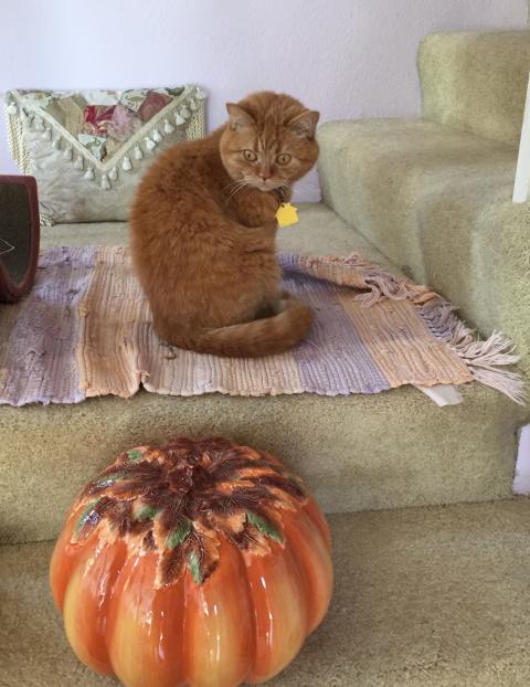 PUMPKIN PHOBIA No, I don't want any...whatever that is.